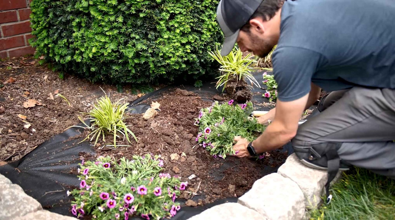 Landscaper planting colorful flowers in freshly mulched garden bed